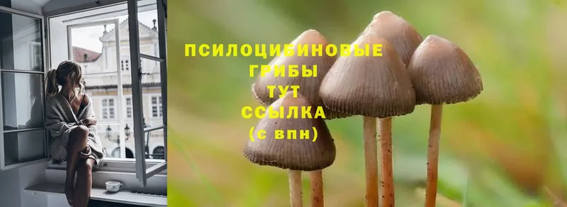 Галлюциногенные грибы Magic Shrooms  гидра вход  Кола  купить наркотики сайты 